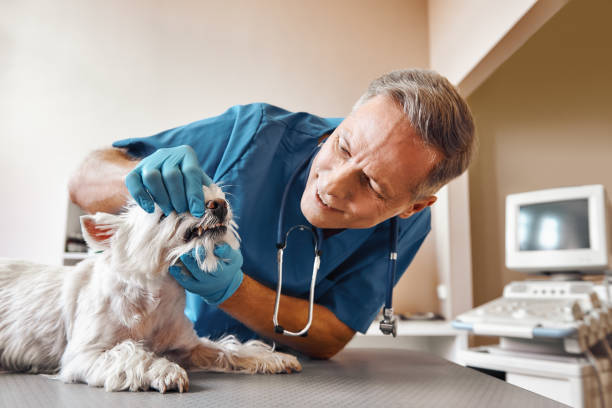 Best Dentist for Severe Toothache  in Vista, CA